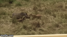 Video: Ngựa vằn mẹ tung cú đá thẳng mặt sư tử giải cứu con non