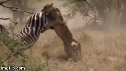 Video: Bị cả đàn sư tử truy sát, ngựa vằn giãy giụa trong tuyệt vọng