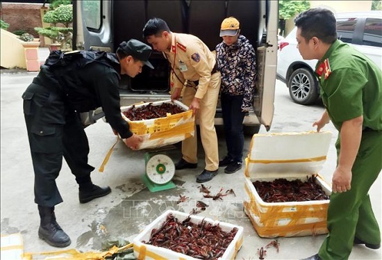 Bắt giữ gần 50kg tôm hùm đất nhập lậu tại Lạng Sơn