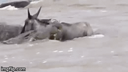 Video: Bị cá sấu lôi xuống nước ăn thịt, linh dương quật cường thoát chết ngoạn mục