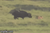 Video: Bị cả bầy sư tử tập kích, trâu rừng vẫn thoát thân ngoạn mục