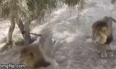 Video: Đang tán tỉnh, sư tử đực cong đuôi chạy vì gặp ngay tình địch quá mạnh