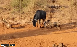 Video: Linh dương mẹ một mình chiến đấu với bầy chó hoang khát máu để cứu con