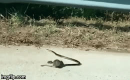 Video: Thấy con bị rắn tha đi, chuột mẹ nổi điên lao vào tử chiến với kẻ thù