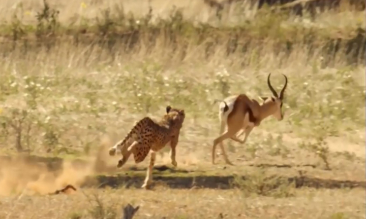 Video: Báo săn hạ gục con mồi chỉ bằng một nhát cắn 