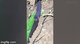 Cuộc chiến sinh tồn: Rắn đen nuốt chửng thằn lằn trong 