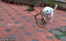 Video: Chó nhà đại chiến rắn hổ trâu, liệu ai sẽ là người chiến thắng?