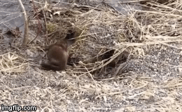 Video: Vừa thấy kẻ thù truyền kiếp, rắn lủi vào hang vẫn bị cầy mangut lôi ra 