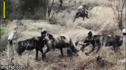 Video: Đàn chó hoang chống trả quyết liệt những 