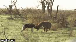 Video: Chó hoang đụng độ linh cẩu và cái kết cực kỳ hiếm thấy trong tự nhiên