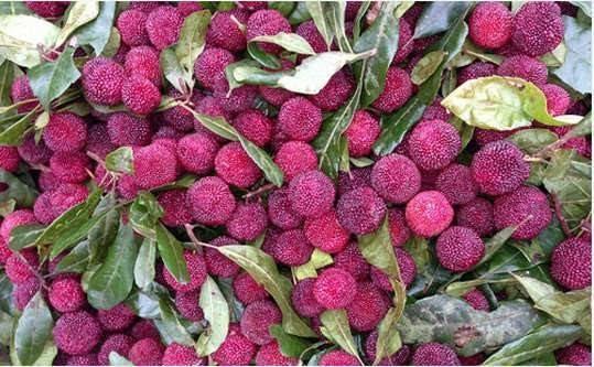 Tứa nước miếng với mùa trái cây Sapa