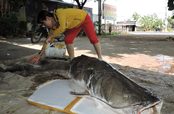 Đắk Lắk: Người dân bắt được cá lăng đuôi đỏ nặng 85kg cực hiếm trên sông Sêrêpốk