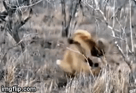 Video: Linh cẩu nếm mùi đau khổ vì bị sư tử cướp đi miếng mồi ngon