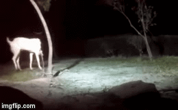 Video: Báo lao nhanh như mũi tên tấn công dê nhưng hối hận ngay sau đó