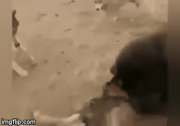 Cuộc chiến sinh tồn: Chó ngao một mình