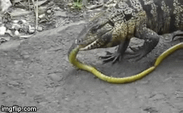 Video: Thằn lằn quật chết rắn hổ mang rồi tha vào rừng ăn thịt