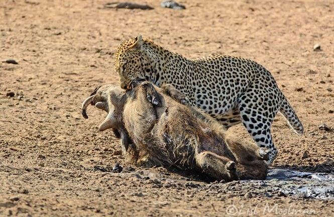 Video: Cận cảnh đàn báo săn hạ gục lợn rừng trong nháy mắt 