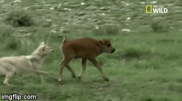 Video: Bị chó sói cắn từ phía sau, bê con phải tung đòn đá hậu và cái kết bất ngờ