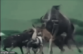 Video: Linh dương mẹ không tiếc tính mạng liều mình cứu con khỏi bầy chó hoang khát máu