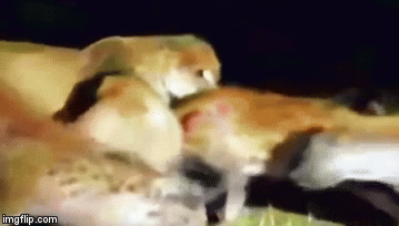 Video: Sư tử nổi giận trừng trị kẻ quấy phá giấc ngủ 