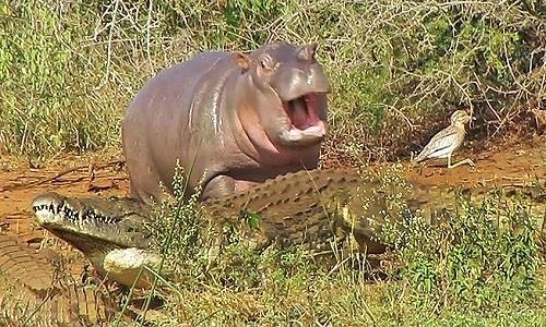 Video: Nhận cái kết đắng khi hà mã cả gan trêu đùa cá sấu 