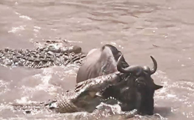 Video: Cá sấu tấn công linh dương đầu bò bằng nhát cắn tử thần