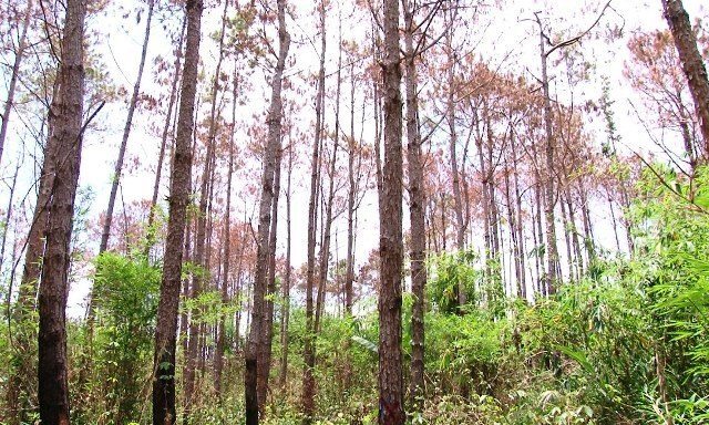 Vụ hạ độc thông ở Lâm Đồng: Thêm một đối tượng bị bắt khi đang trốn ở TP. HCM