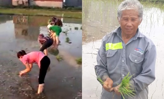 30 công nhân xuống ruộng cấy lúa giúp cụ ông giữa trời nóng 40 độ