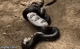 Video: Nổi danh nọc độc chết người, rắn đuôi chuông vẫn bị rắn vua nuốt chửng