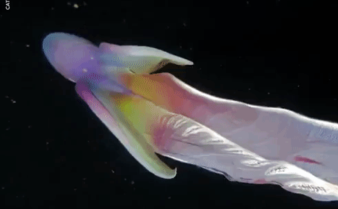 Video: Camera ghi hình cặp bạch tuộc 7 sắc cầu vồng cực hiếm ở Philippines