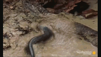 Video: Kinh hoàng cảnh hung thần Amazon giết chết sát thủ đầm lầy trong nháy mắt