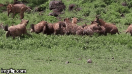 Video: 3 con sư tử đực bị 30 linh cẩu bao vây và màn đảo ngược cái kết ngoạn mục