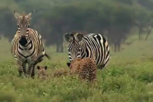 Video: Bị ngựa vằn phản công, báo săn mồi nhận cái kết đắng 