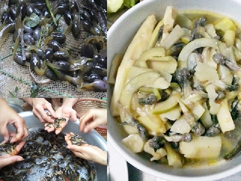 Rợn người đặc sản nòng nọc om măng ở xứ Thanh