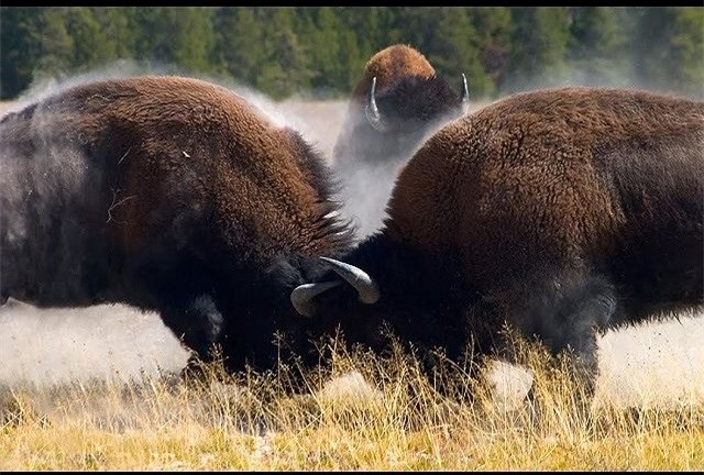 Video: Trận chiến đẫm máu giành con cái của bò rừng Bison