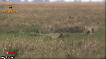 Video: Tấn công hà mã, cá sấu nhận cái kết đau đớn 