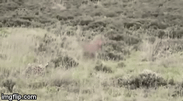 Video: Cuộc chiến khốc liệt giữa báo đốm và báo săn