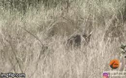 Video: Báo hoa mai mải mê kịch chiến, lợn bướu nhanh chân trốn thoát đầy may mắn