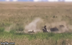 Video: Báo săn mồi nhận thất bại ê chề vì chọn nhầm con mồi