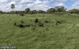 Video: Trâu rừng mẹ điên cuồng tấn công bầy chó hoang  