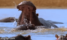 Video: Hà mã trẻ hung hăng cắn cụt đuôi “tiền bối” để soán ngôi