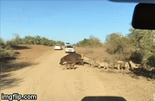 Video: Đại gia đình sư tử 