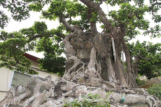 Cửu Long Tranh Châu: Bí mật ẩn sau một tuyệt phẩm thiên nhiên và sáng tạo của con người