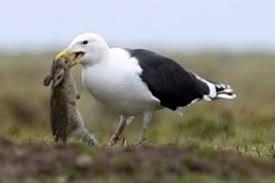 Video: Mòng biển ngửa cổ, nuốt gọn một con thỏ chỉ trong vài giây