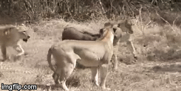 Video: Lợi dụng trâu mẹ sơ hở, 7 con sư tử cái lôi nghé con vào bụi rậm ăn thịt