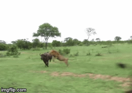 Video: Mắc sai lầm tai hại, trâu rừng lập tức chết thảm dưới nanh vuốt sư tử