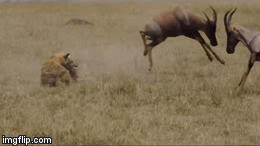 Video: Cặp linh dương thay phiên chiến đấu với sư tử để bảo vệ con non và cái kết hãi hùng