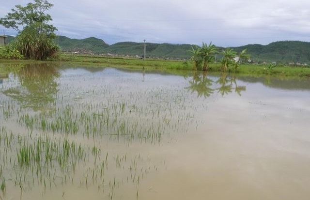 Nghệ An: Bé gái 2 tuổi ngã xuống ruộng lúa, tử vong thương tâm
