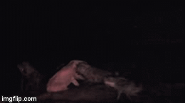 Video: Linh cẩu rầm rập 