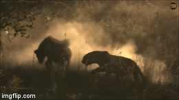 Video: Báo hoa mai cướp mồi của linh cẩu rồi 